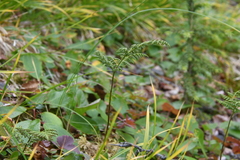 Cystopteris montana