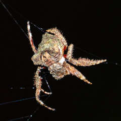 Caerostris sexcuspidata