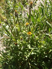 Heterosperma diversifolium