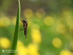 Platycheirus albimanus