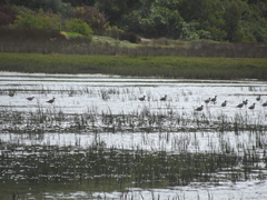 Numenius phaeopus variegatus