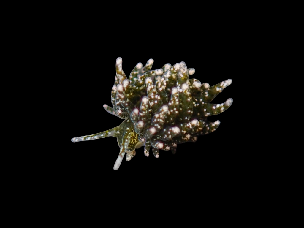 Placida verticilata
