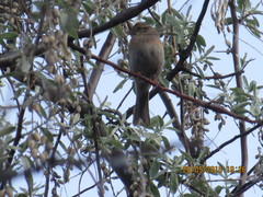 Emberiza leucocephalos