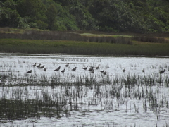 Numenius phaeopus phaeopus