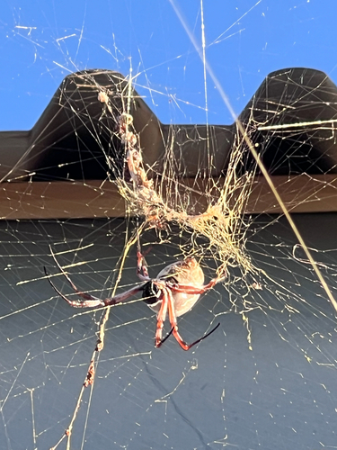 Australian Golden Orbweaver