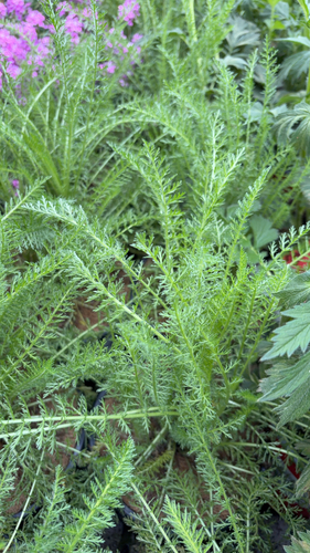 common yarrow
