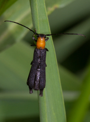 Oberea affinis