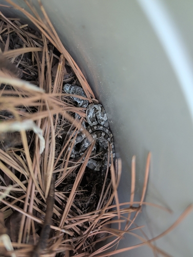 Eastern Ratsnake observed by elar55