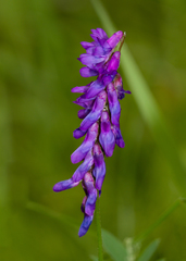 Vicia cracca cracca