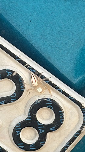 Two-striped Telamonia