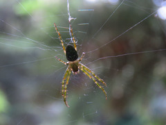 Novaranea queribunda