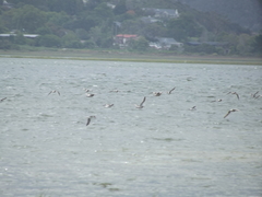 Numenius phaeopus phaeopus