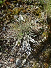 Plantago sericea