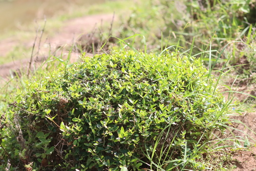 Alyxia gynopogon observed 2026-04-09