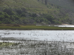 Numenius phaeopus phaeopus