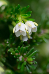 Erica depressa