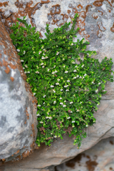 Erica depressa