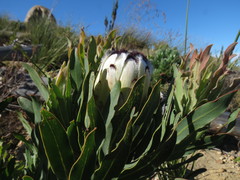 Protea burchellii × laurifolia
