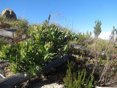 Protea burchellii × laurifolia