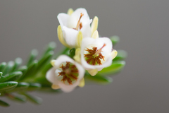Erica depressa