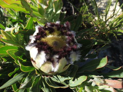 Protea burchellii × laurifolia
