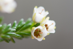 Erica depressa