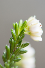 Erica depressa