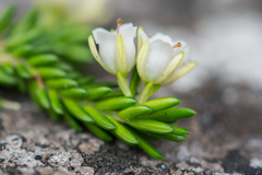 Erica depressa