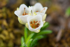 Erica depressa