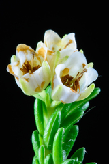 Erica depressa