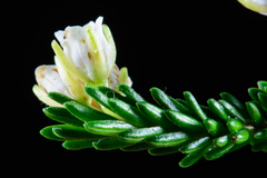 Erica depressa