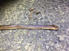 Cryptophis boschmai