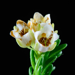 Erica depressa