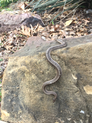 Tropidoclonion lineatum