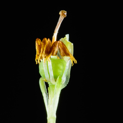 Erica depressa