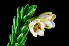 Erica depressa