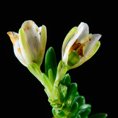 Erica depressa