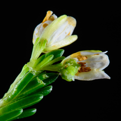 Erica depressa
