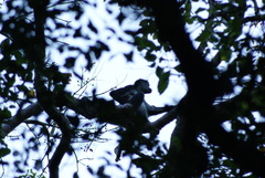 Ateles geoffroyi vellerosus