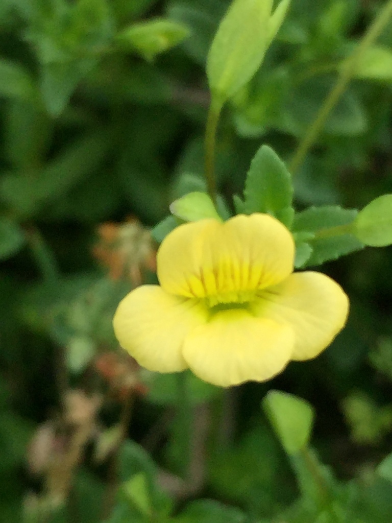 Yellow-flowered mecardonia