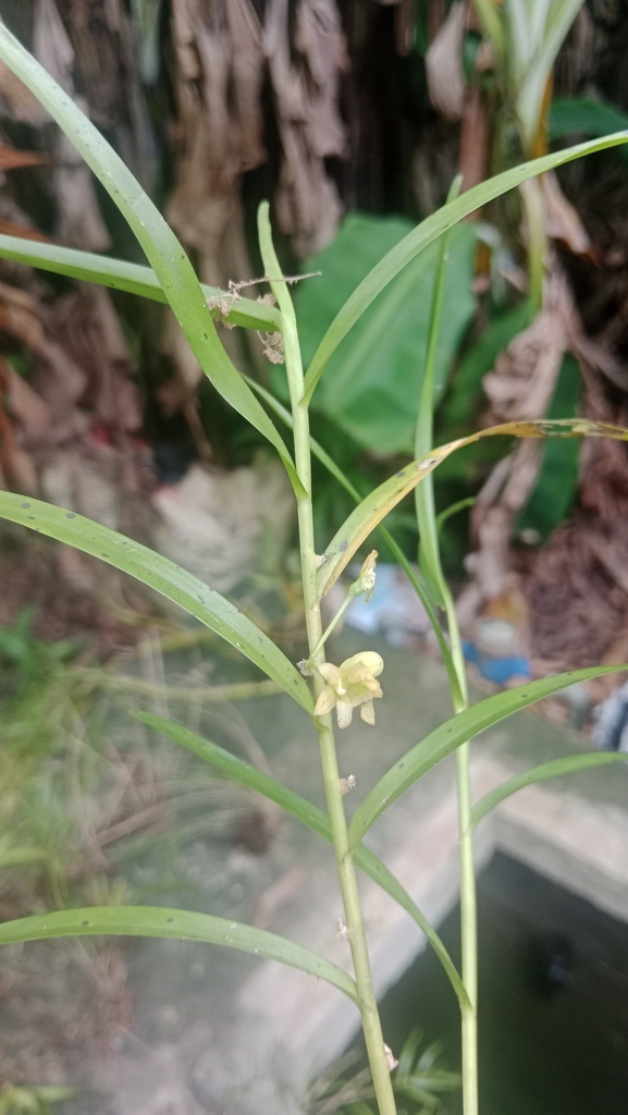 Dendrobium incumbens Schltr.