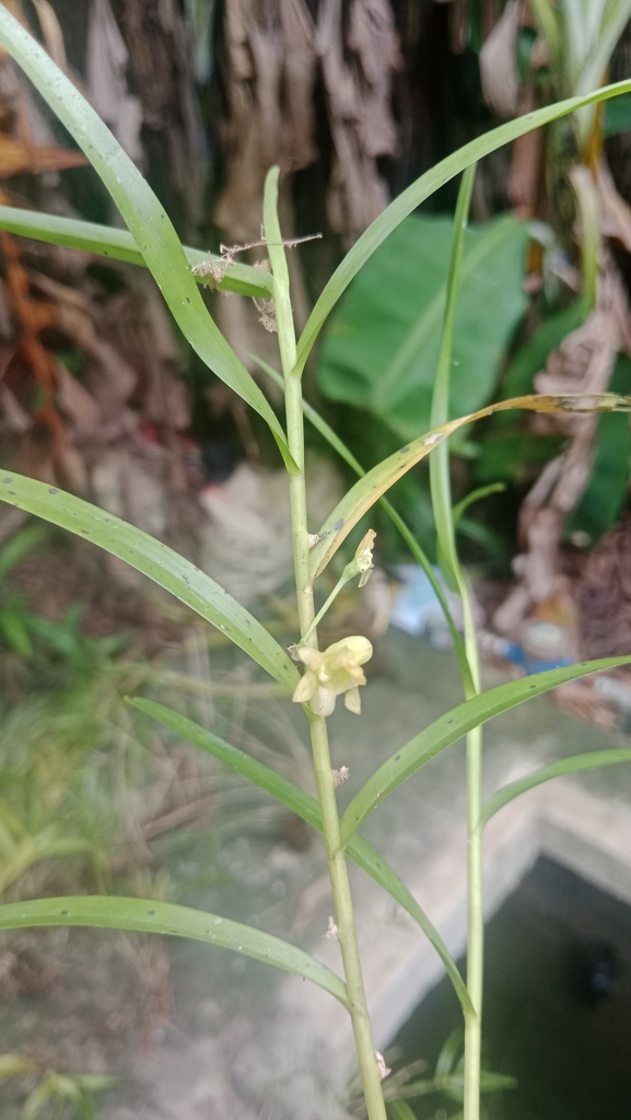 Dendrobium incumbens Schltr. 2