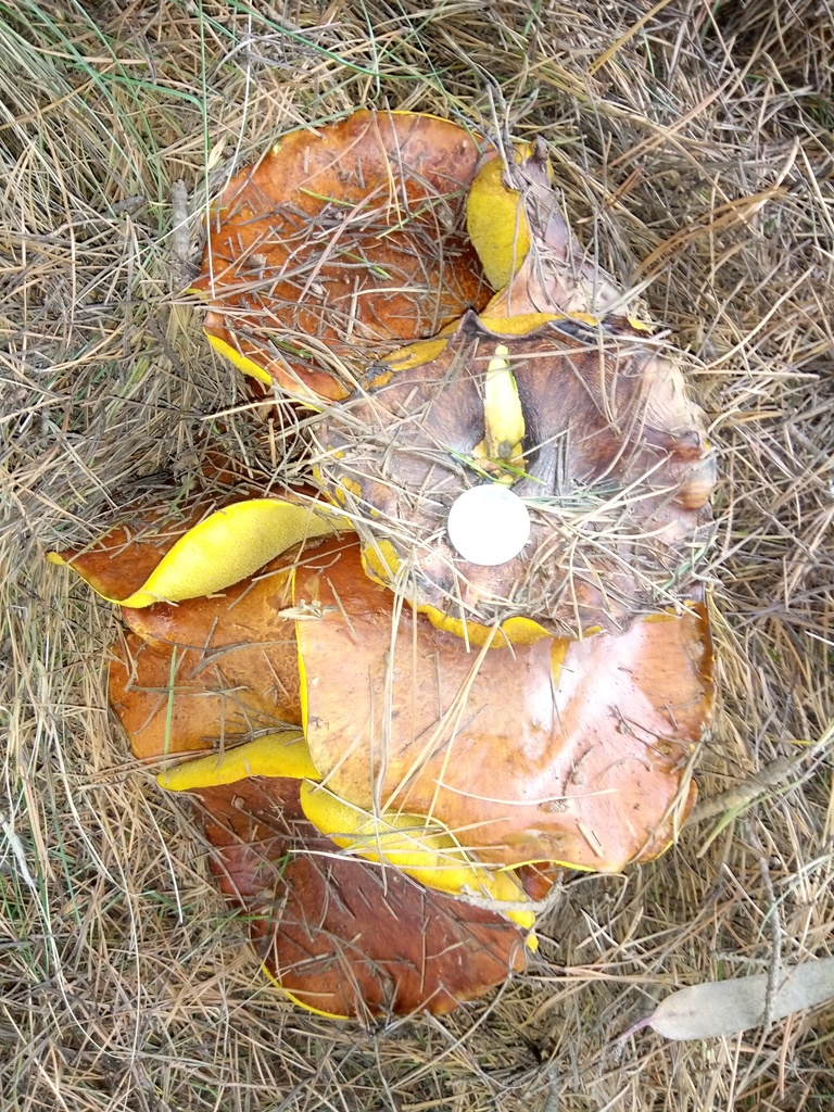 Suillus luteus · March 2020 · photo: © alfredo_f_fuentes (iNaturalist, cc-by-nc)