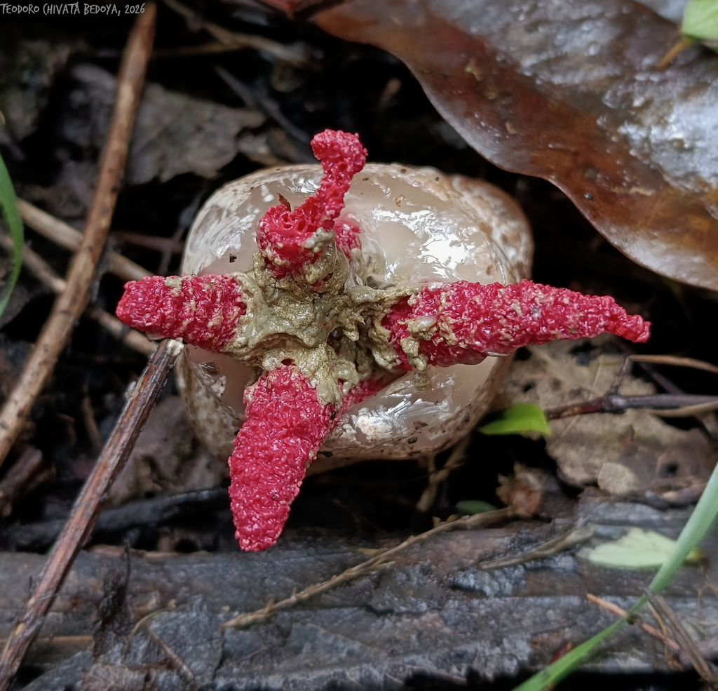 Clathrus archeri · March 2026 · photo: © teodoro_chivatabedoya (iNaturalist, cc-by)