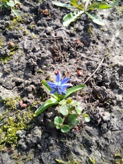 Scilla siberica