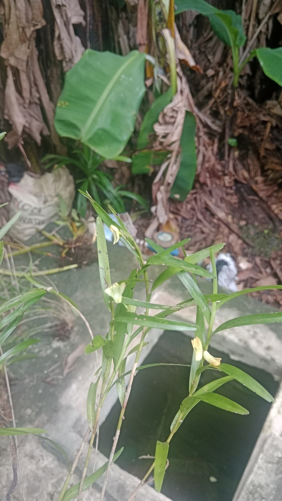 Dendrobium incumbens Schltr. 3