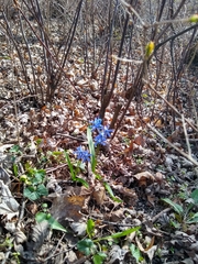 Scilla siberica