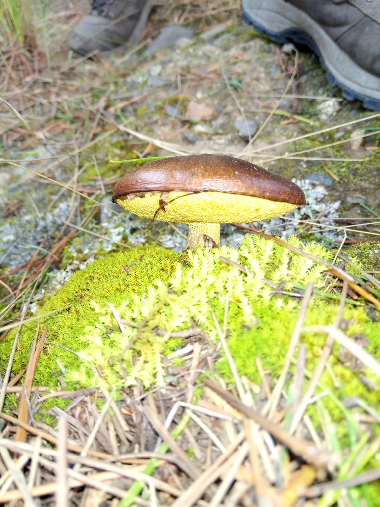 Suillus luteus · March 2020 · photo: © alfredo_f_fuentes (iNaturalist, cc-by-nc)