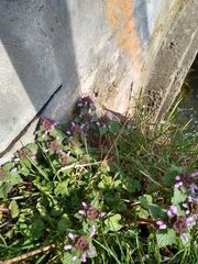 Lamium purpureum