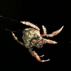 Caerostris sexcuspidata